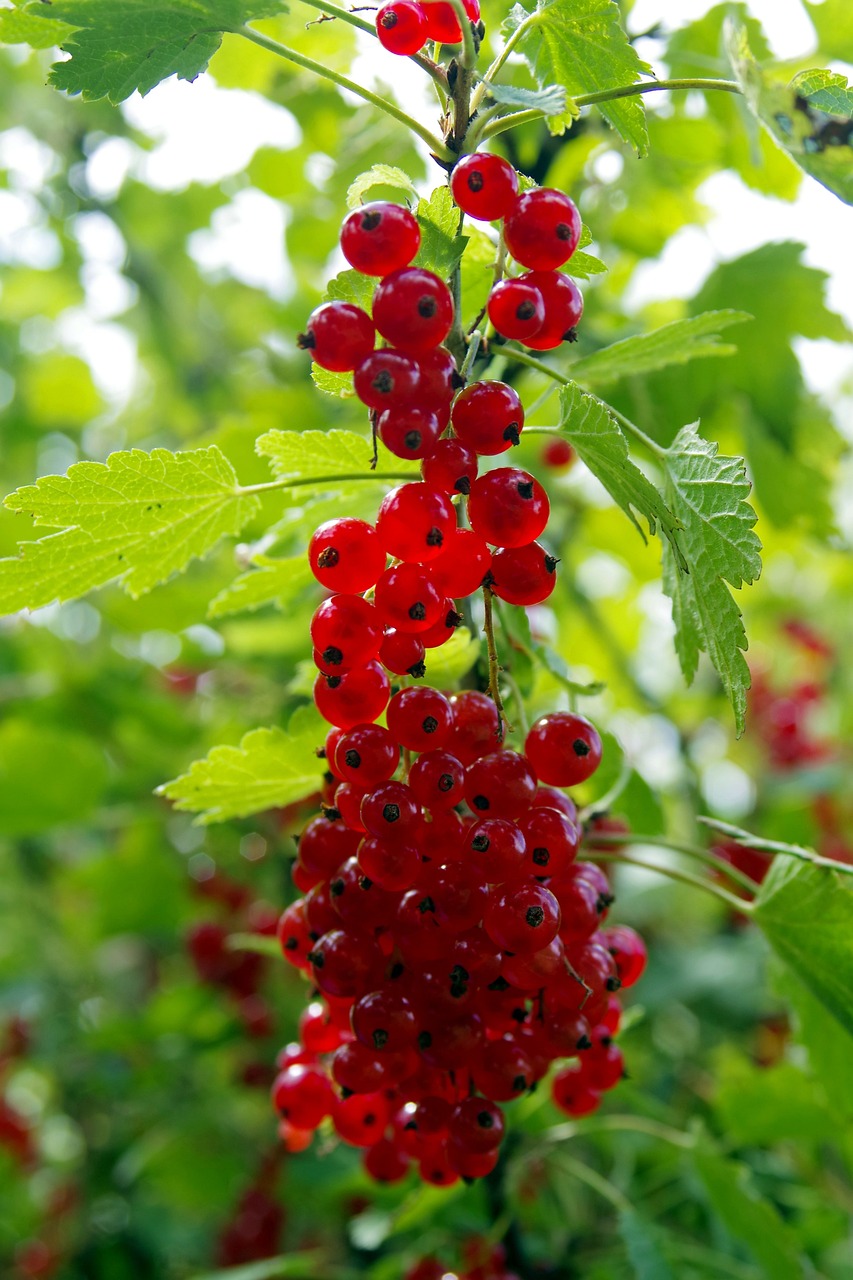 a bunch of red berries hanging from a tree, a stock photo, by Anato Finnstark, shutterstock, summer rain, in red gardens, 💣 💥, young handsome pale roma