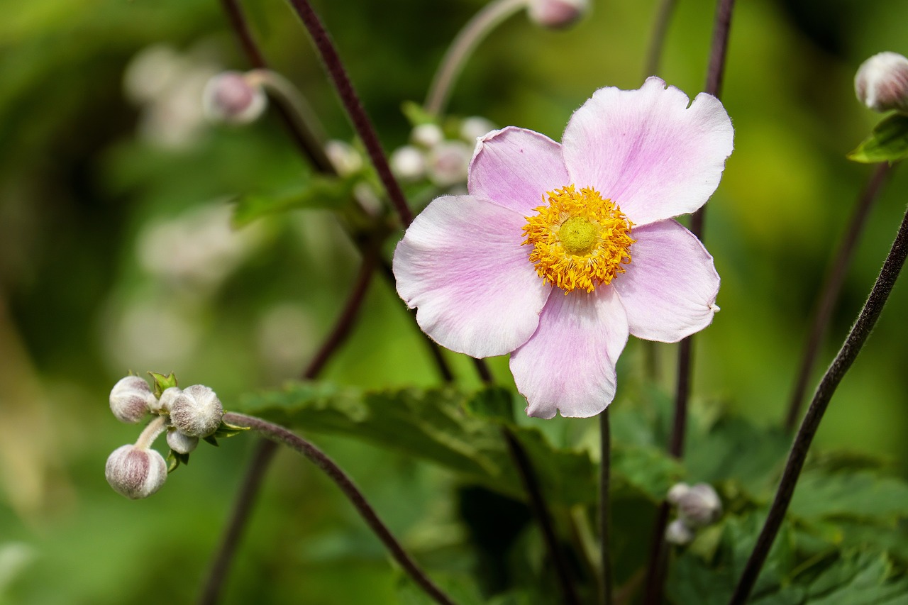 a close up of a pink flower with green leaves, by Dietmar Damerau, anemones, in a woodland glade, close up iwakura lain, himalayan poppy flowers