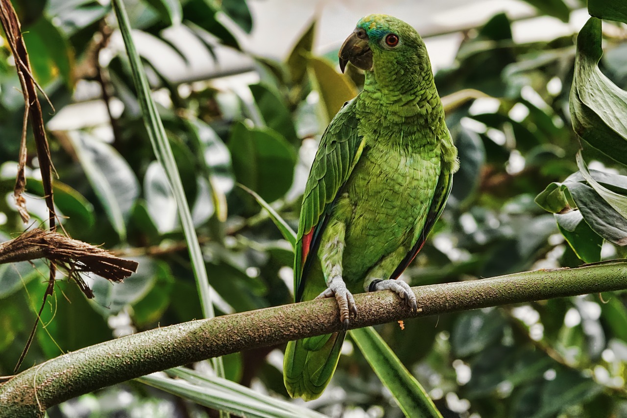 a green parrot sitting on top of a tree branch, a portrait, pexels, renaissance, stock photo, taken in zoo, sheltering under a leaf, very high detail