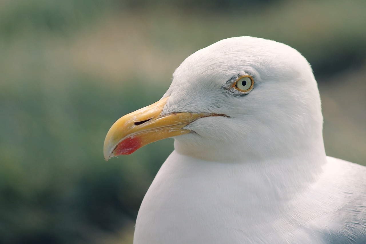 a close up of a white bird with a yellow beak, a picture, by Jan Rustem, shutterstock, photorealism, shot on a 2 0 0 3 camera, seagull, stock photo, albino skin