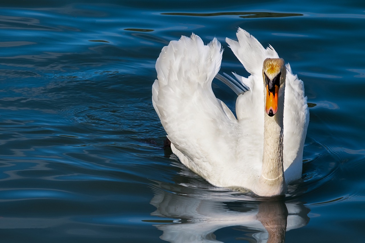 a white swan floating on top of a body of water, a portrait, by Hans Schwarz, shutterstock, strong contrast, waving at the camera, elegant regal posture, ruffled wings