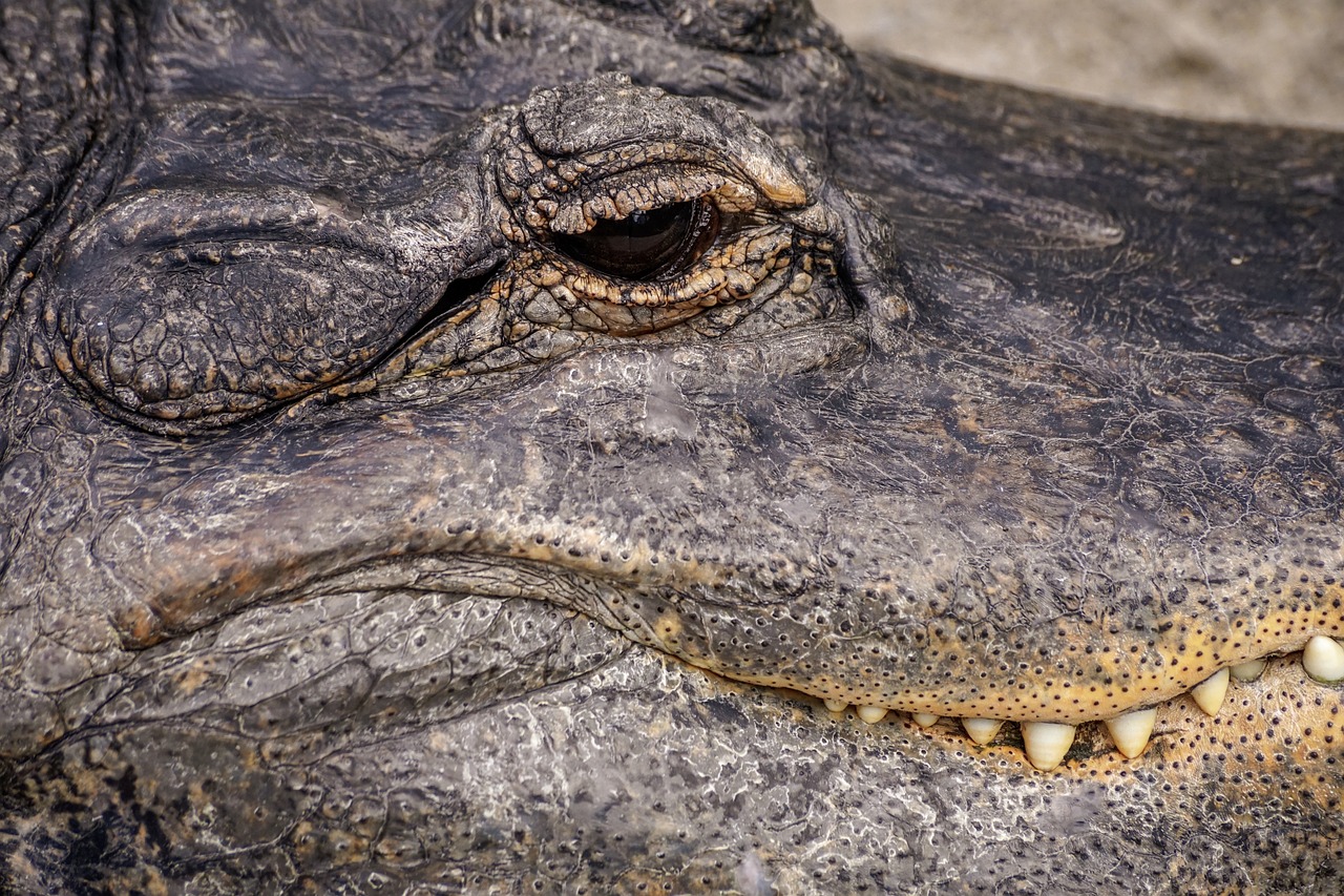 a close up view of an alligator's eye, a portrait, by Arnie Swekel, shutterstock contest winner, photorealism, close up shot a rugged, highly detailed photo of happy, portrait n - 9, highly detaild