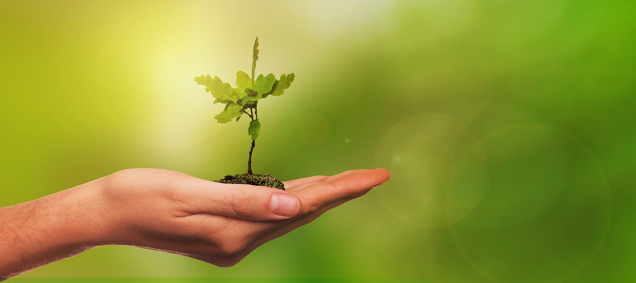 a person holding a small plant in their hand, a picture, by Adam Marczyński, shutterstock, high quality rendering, banner, with a tree in the background, positive atmosphere