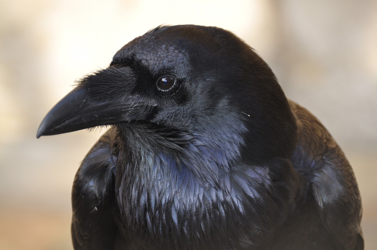 a close up of a black bird with a blurry background, a portrait, inspired by Gonzalo Endara Crow, black sclera, goatee, side profile centered, long raven hair