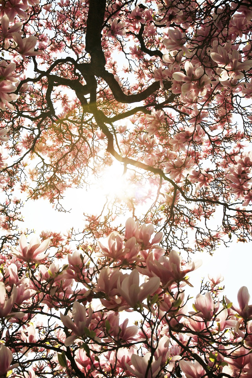 the sun shines through the branches of a flowering tree, a photo, by Emanuel de Witte, magnolias, low angle photography, caroline foster, max dennison