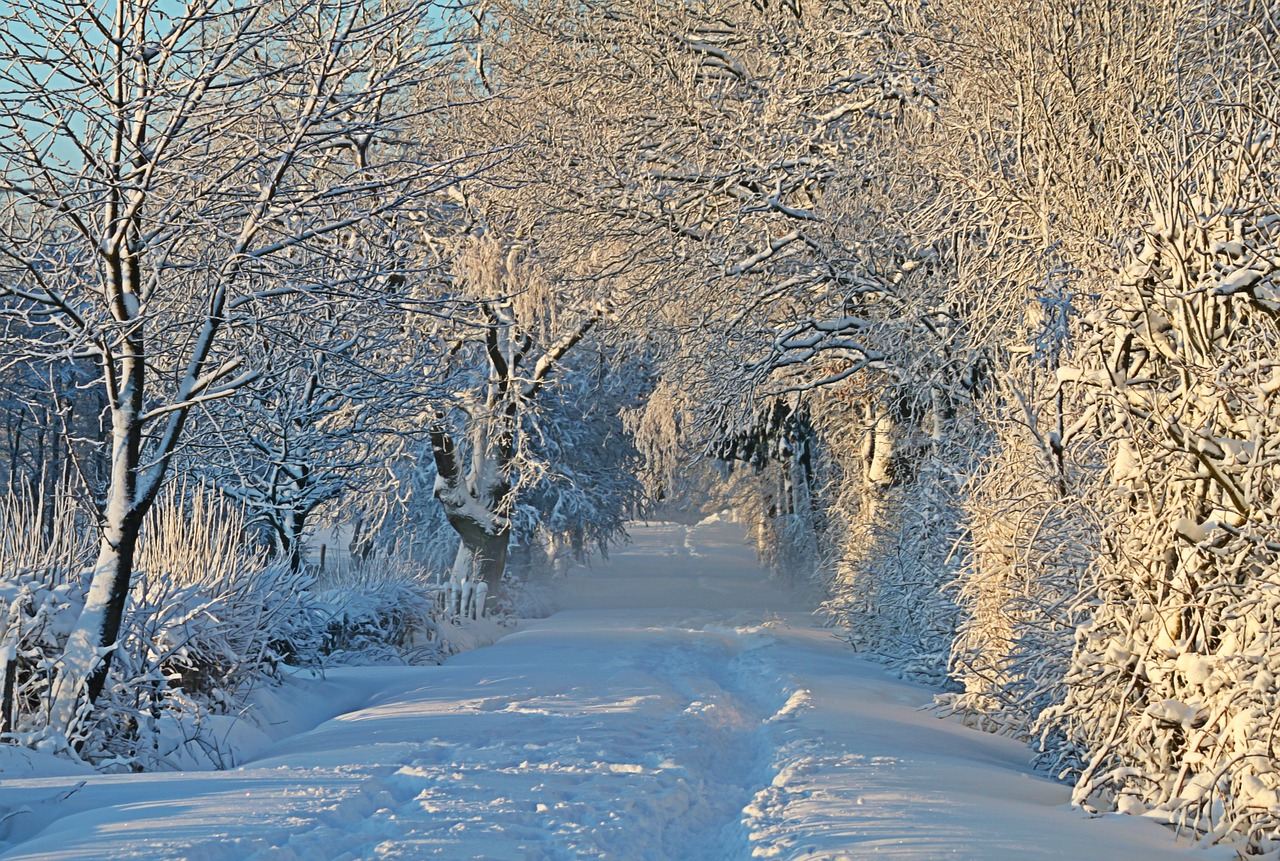 a man riding skis down a snow covered slope, a photo, inspired by Arthur Burdett Frost, fine art, tree-lined path at sunset, narrow footpath, still life with snow, ivan shiskin