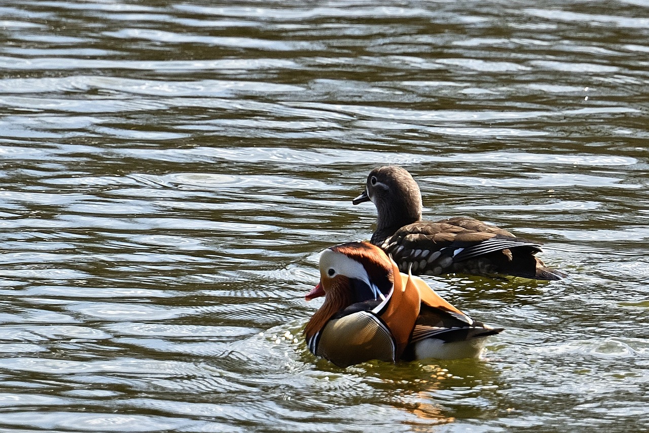 a couple of ducks floating on top of a body of water, a portrait, flickr, happening, orange and teal, animals mating, !! low contrast!!, coronation
