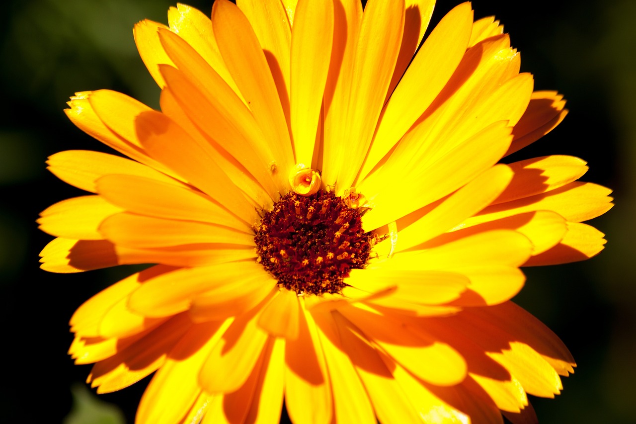 a close up of a yellow flower with a black background, a macro photograph, orange neon backlighting, sun is shining, high res photo