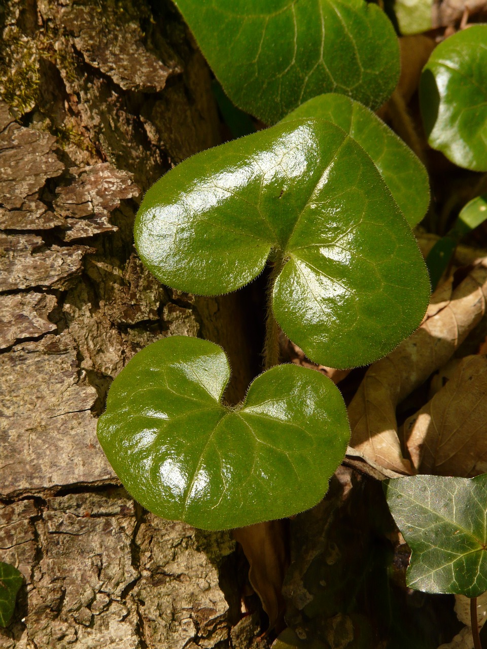 a close up of a leaf on a tree trunk, by Edward Corbett, flickr, hurufiyya, four leaf clover, hearts, ivy vine leaf and flower top, siblings