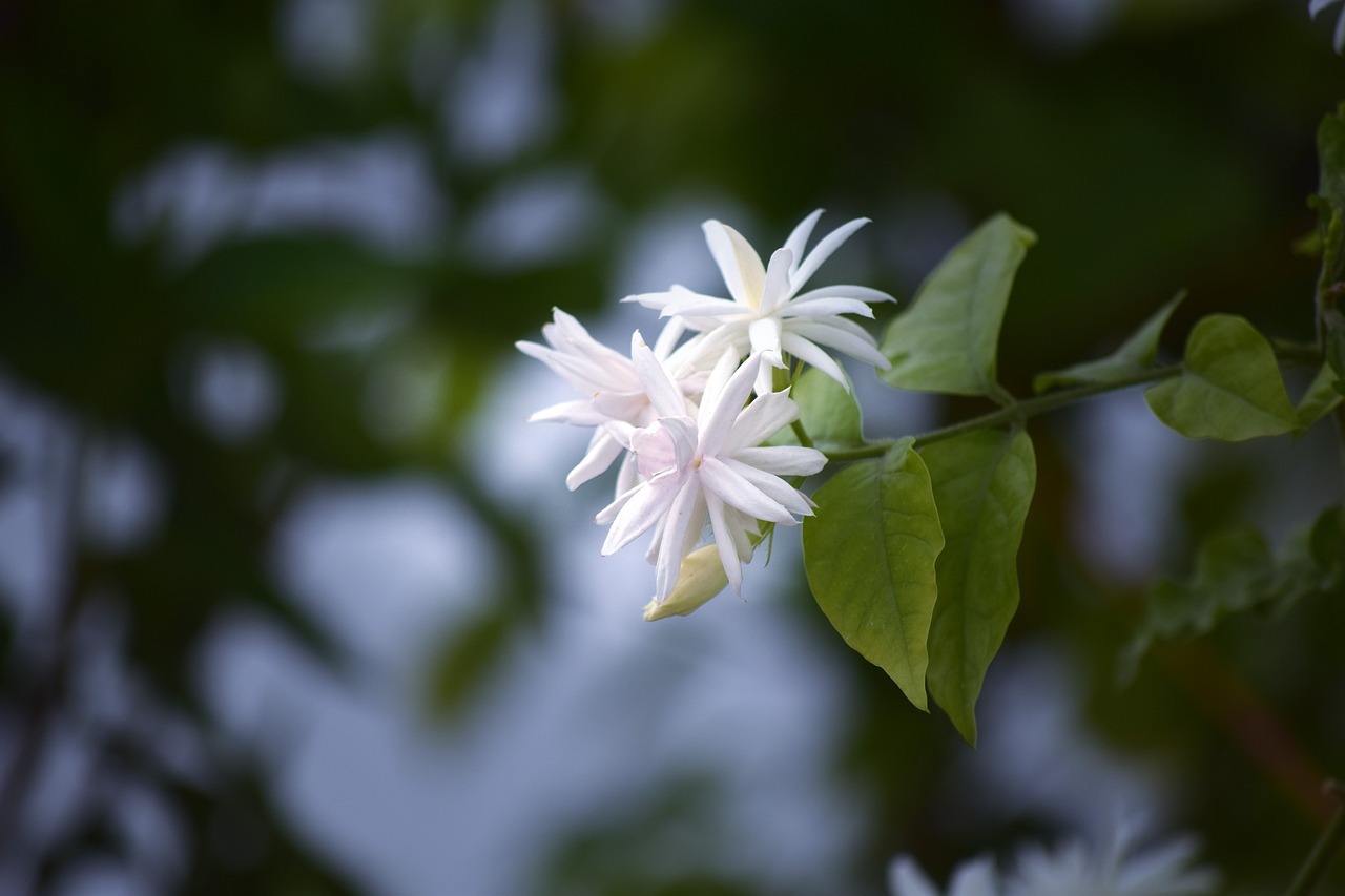 a close up of a white flower with green leaves, arabesque, beautiful stars, thailand, clematis in the deep sea, in pastel colors