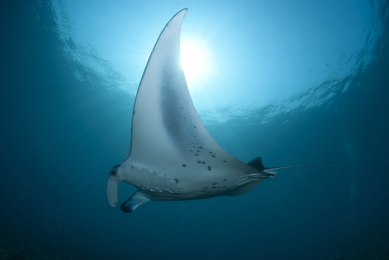 a manta ray swimming in the ocean, by Robert Jacobsen, shutterstock, cobra, sun lit, ultra realistic”, stock photo