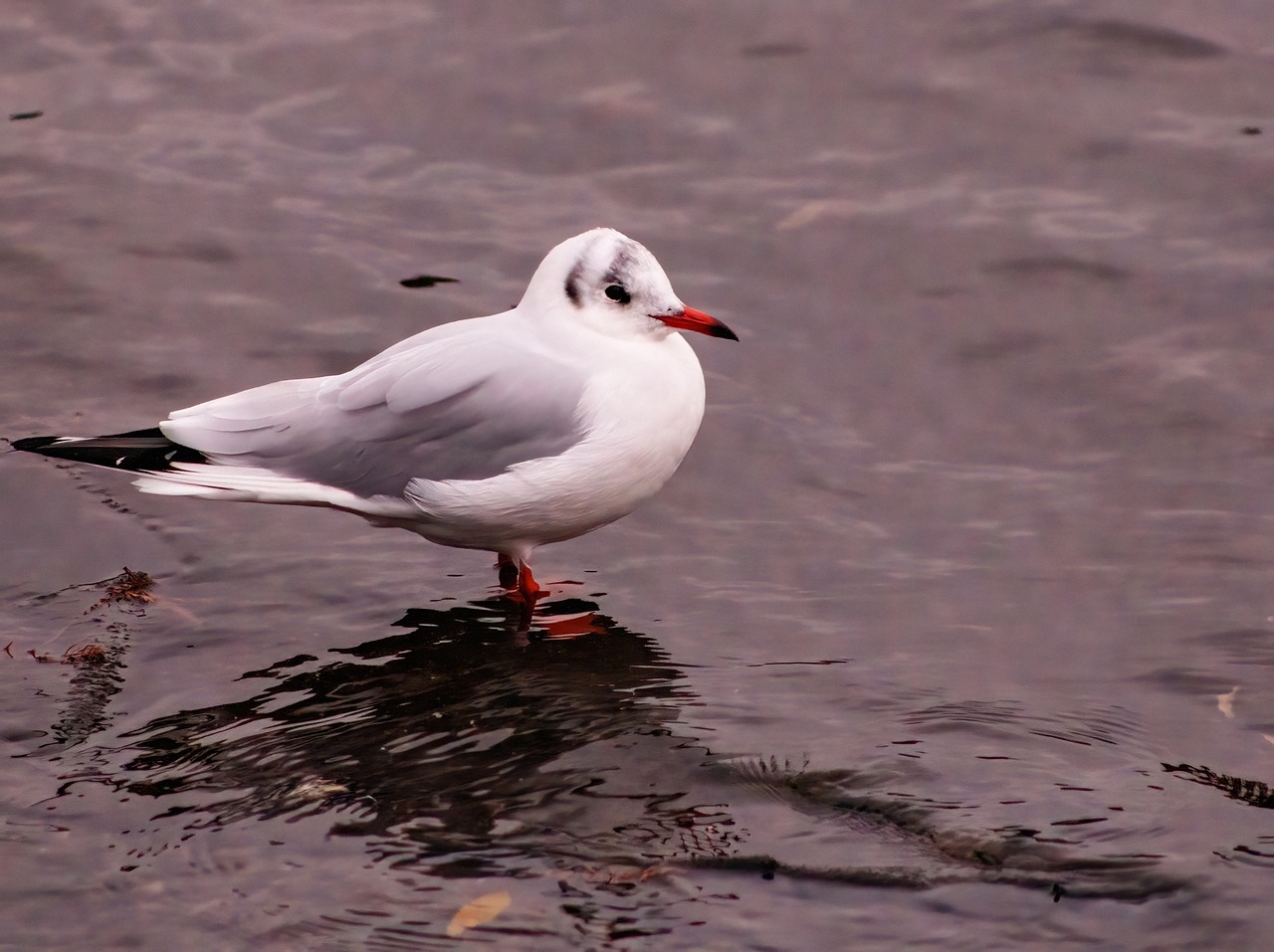 a bird that is standing in the water, a portrait, arabesque, white red, watch photo, very sharp photo, img _ 9 7 5. raw