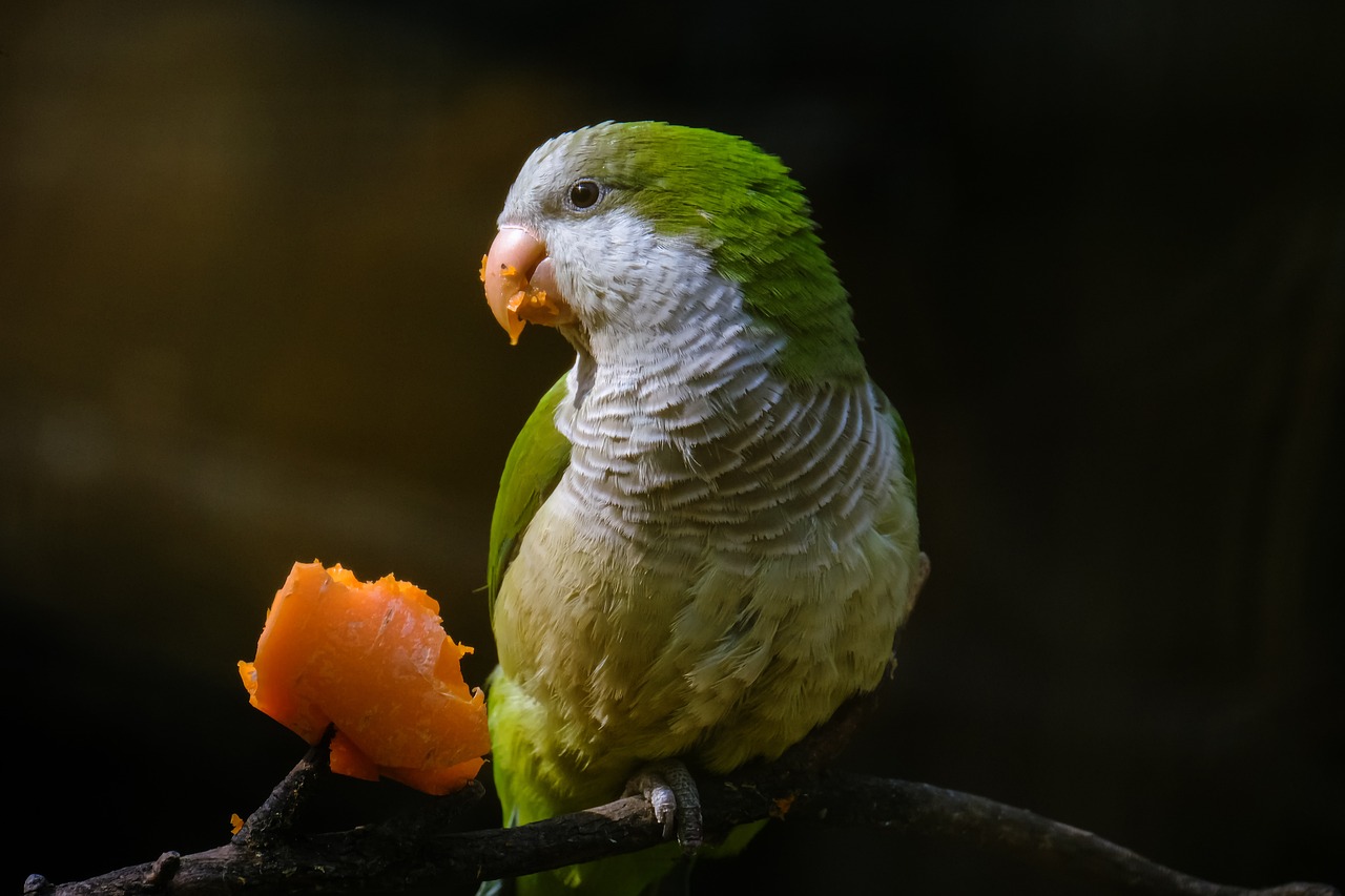 a parrot sitting on a branch eating a piece of fruit, shutterstock, pale green backlit glow, portrait image, fluffy green belly, green and orange theme