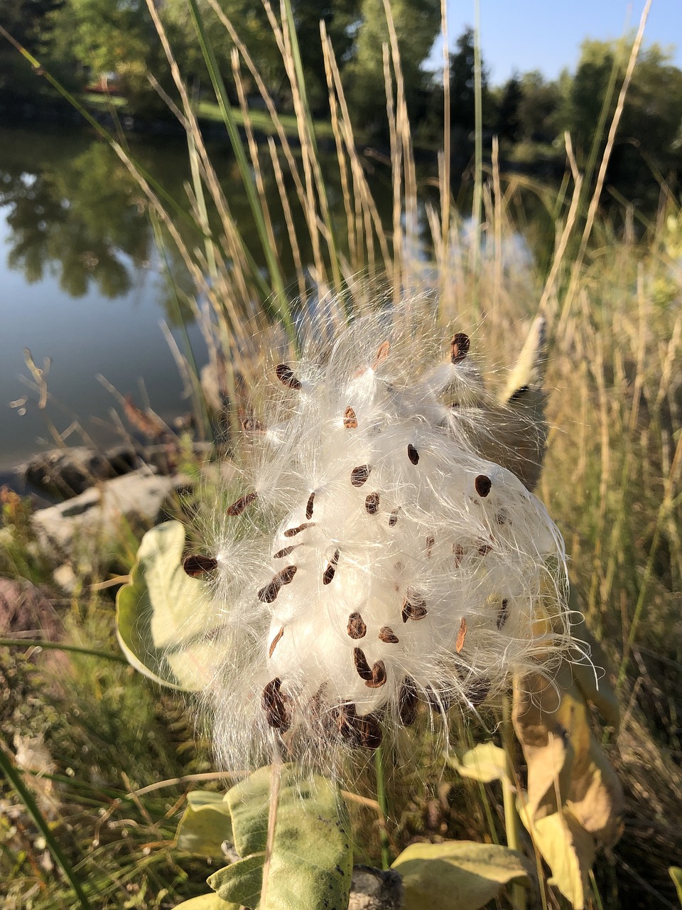 a close up of a plant near a body of water, a portrait, hurufiyya, abundant fruition seeds, white gossamer wings, lots of cotton plants, white with black spots