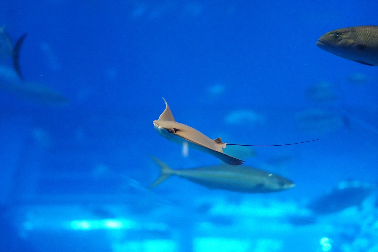 a group of fish swimming next to each other, a tilt shift photo, inspired by Man Ray, next to it is a toy ray gun, modern very sharp photo, thresher shark human hybrid, mouse photo