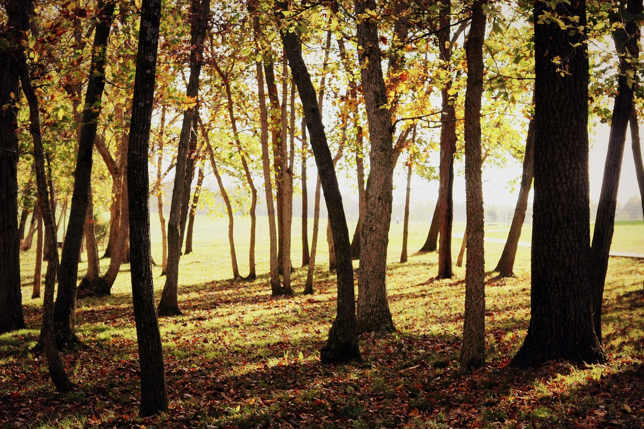 a group of trees that are standing in the grass, by Pamela Ascherson, flickr, soft autumn sunlight, shot with a arriflex 35 ii, whimsical forest, illinois