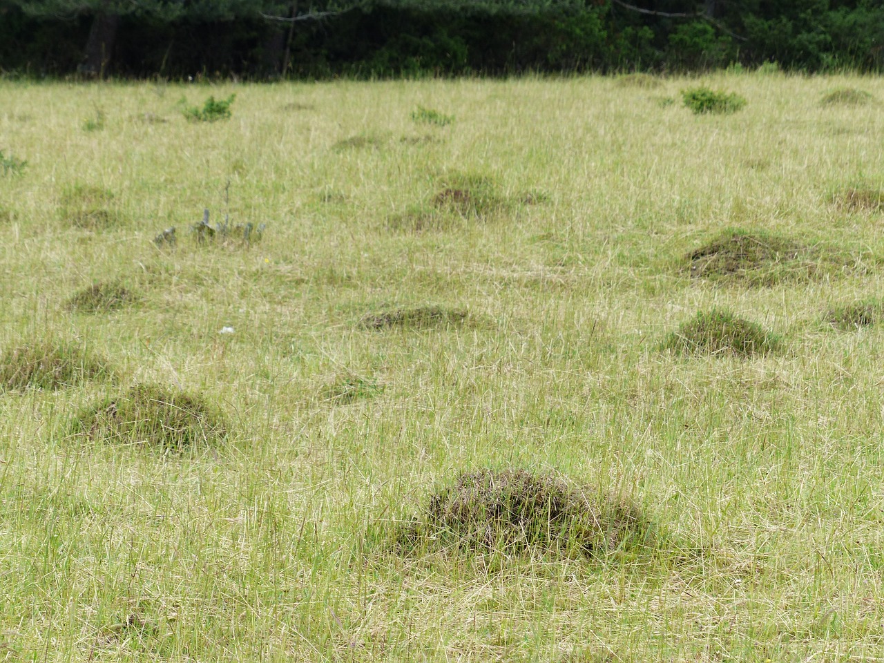 a giraffe standing on top of a grass covered field, inspired by David Ramsay Hay, flickr, land art, spider nest, hives, very sparse detail, july 2 0 1 1