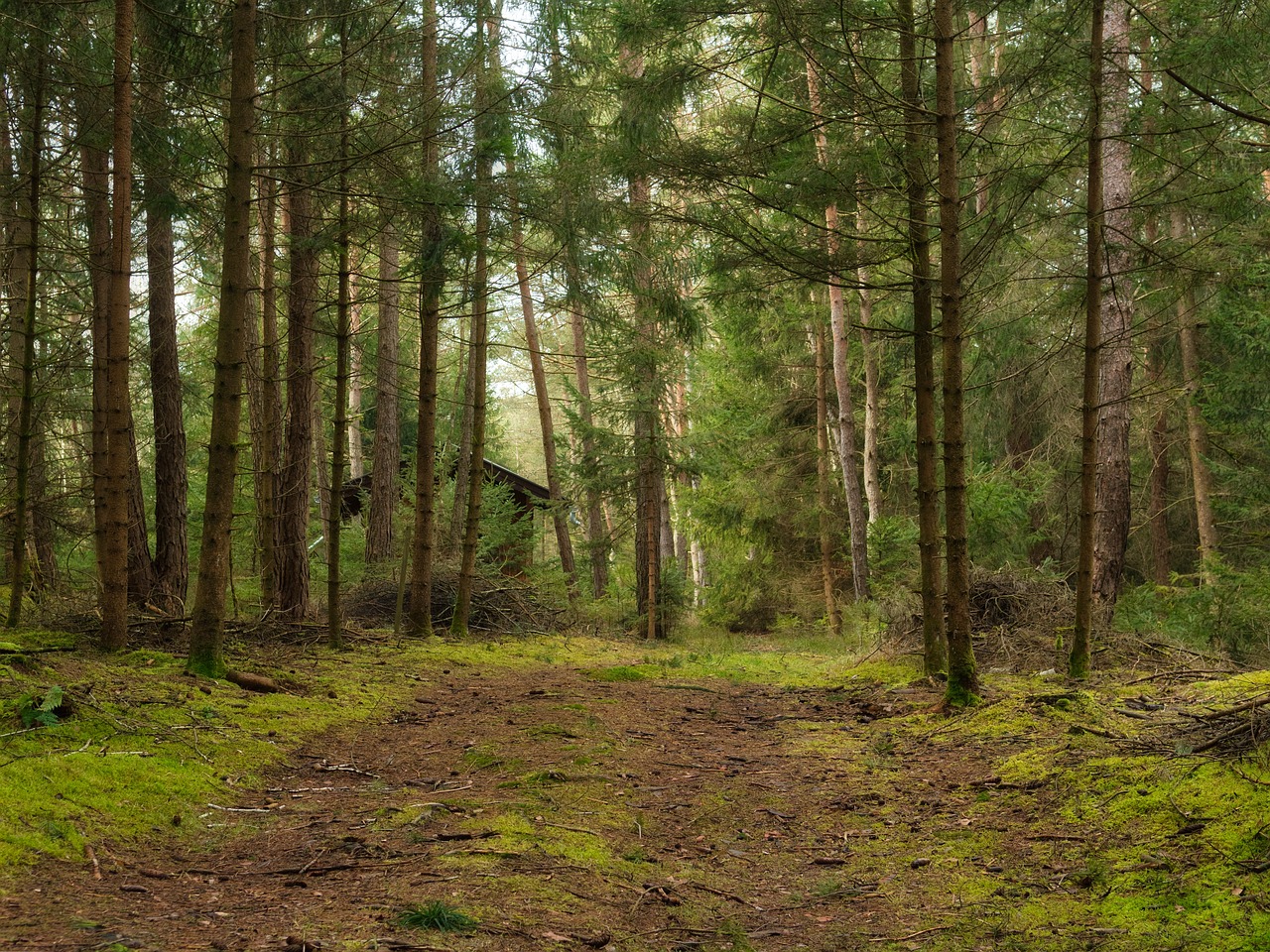 a dirt path in the middle of a forest, by Richard Carline, hut, 8k 50mm iso 10, very wide view, 4 0 9 6