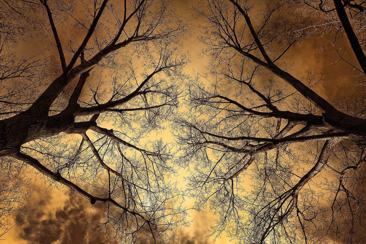 a group of bare trees against a cloudy sky, a picture, by Artur Tarnowski, shutterstock, romanticism, gold glow, looking at the ceiling, branches composition abstract, forest fire