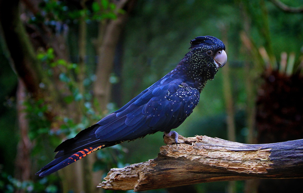 a black bird sitting on top of a tree branch, pexels, with a big parrot, dark blue, wooden, barlowe wayne