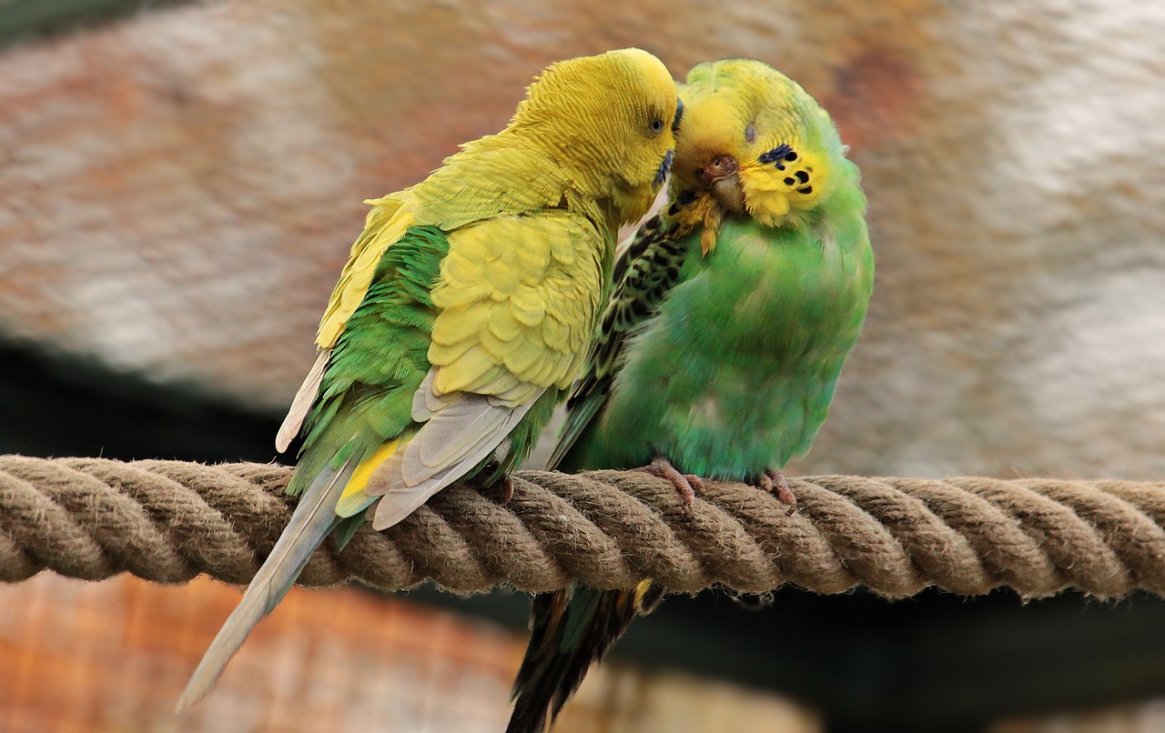 two green and yellow parakeets sitting on a rope, romanticism, couple kissing, flash photo