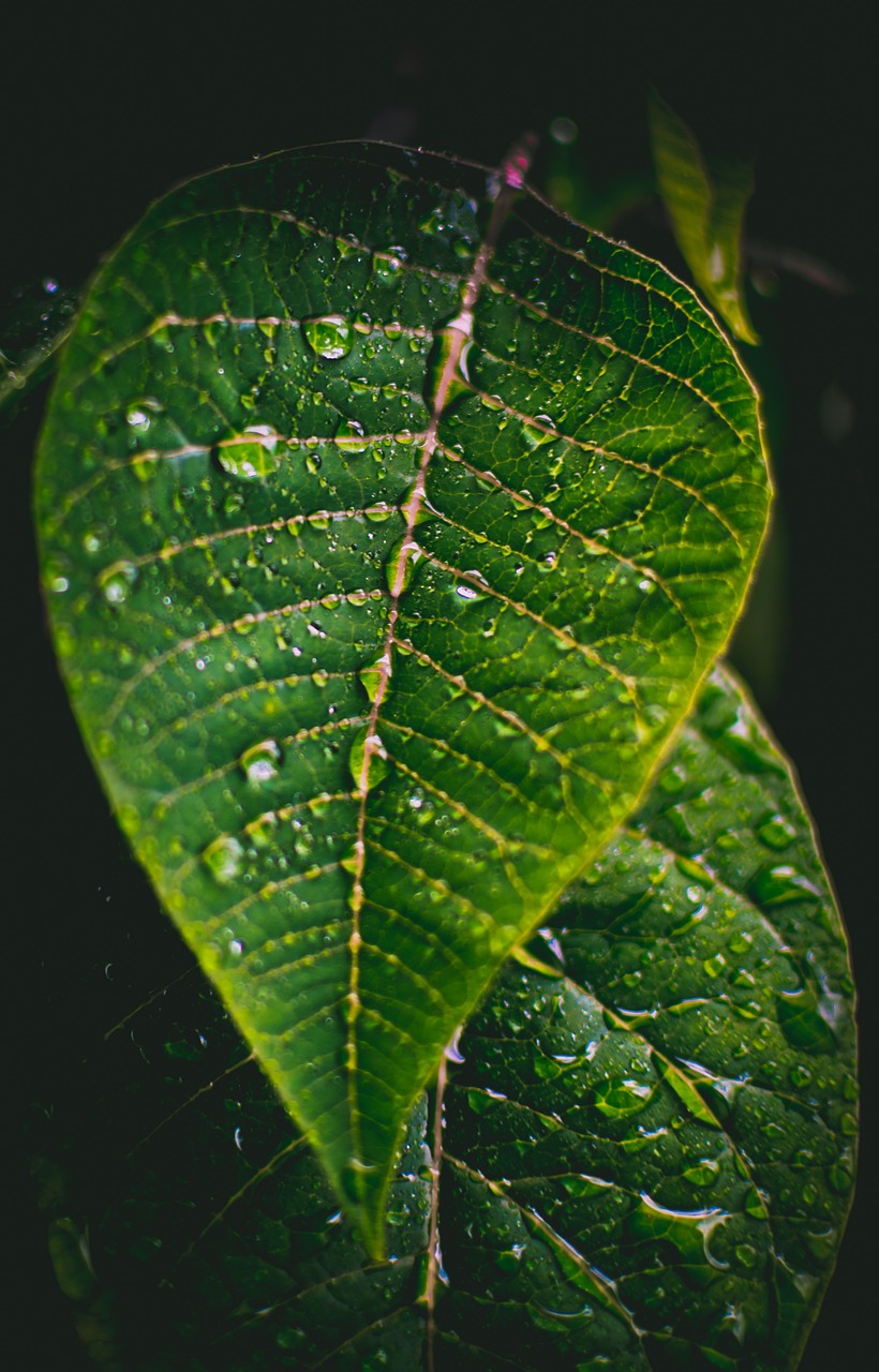 a green leaf with water droplets on it, by Nándor Katona, unsplash, high detail 4 k, vignetting, leaves on branches, wonderful details