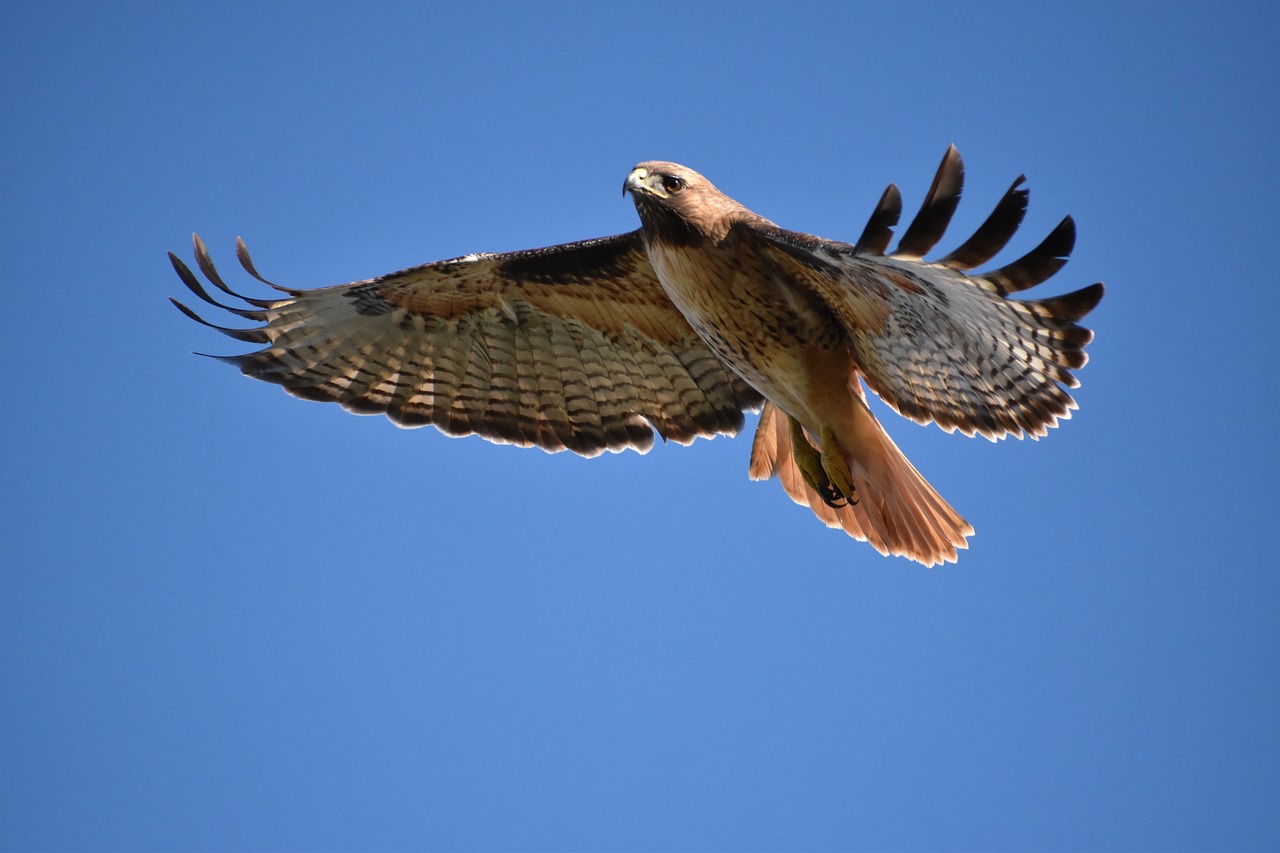 a bird that is flying in the sky, a portrait, by Linda Sutton, pexels, hurufiyya, brown tail, large red eyes, honey, seen from far away