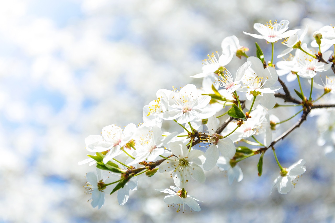 a branch with white flowers against a blue sky, 4 k hd wallpapear, 1 6 x 1 6, march, beautiful flower