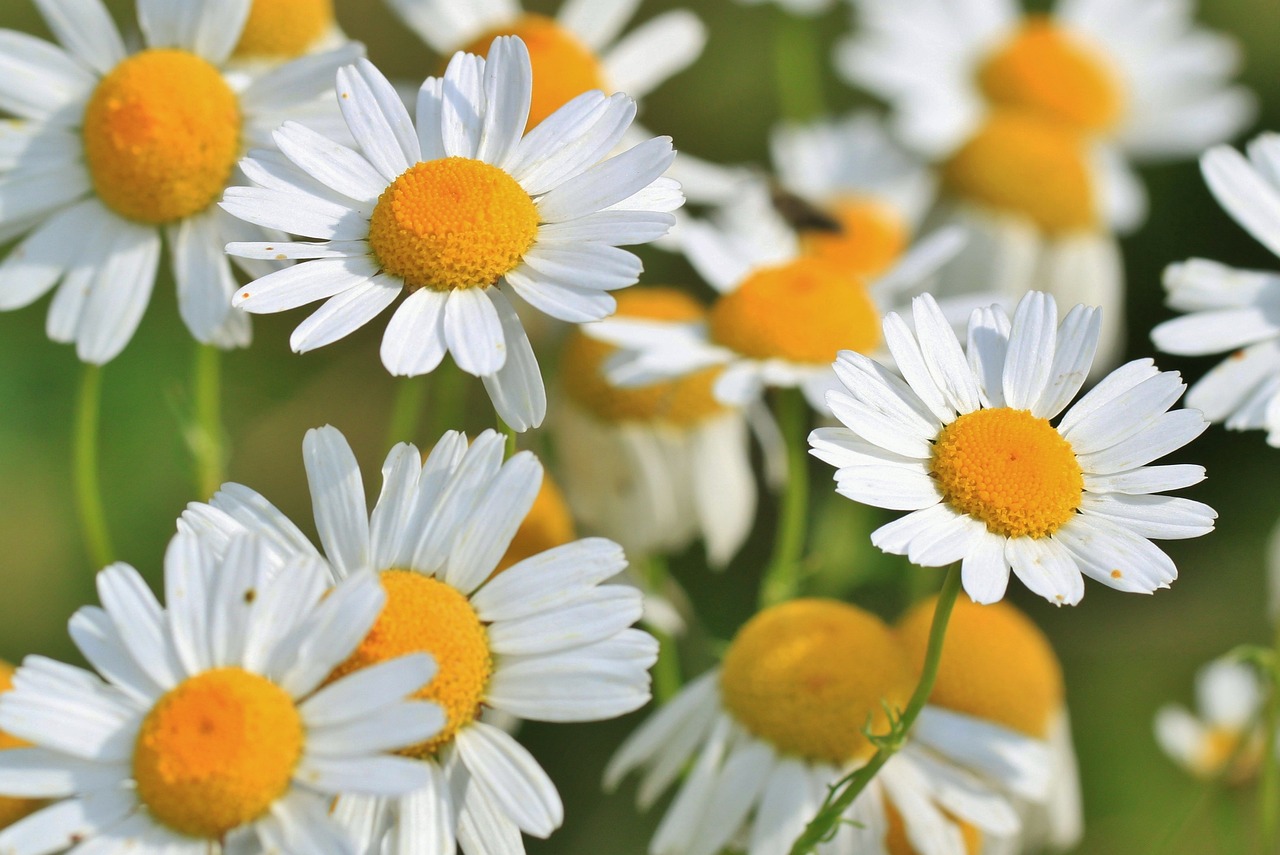 a close up of a bunch of white and yellow flowers, a portrait, by Dietmar Damerau, pixabay, chamomile, 1 6 x 1 6, clean 4 k, focus on full - body