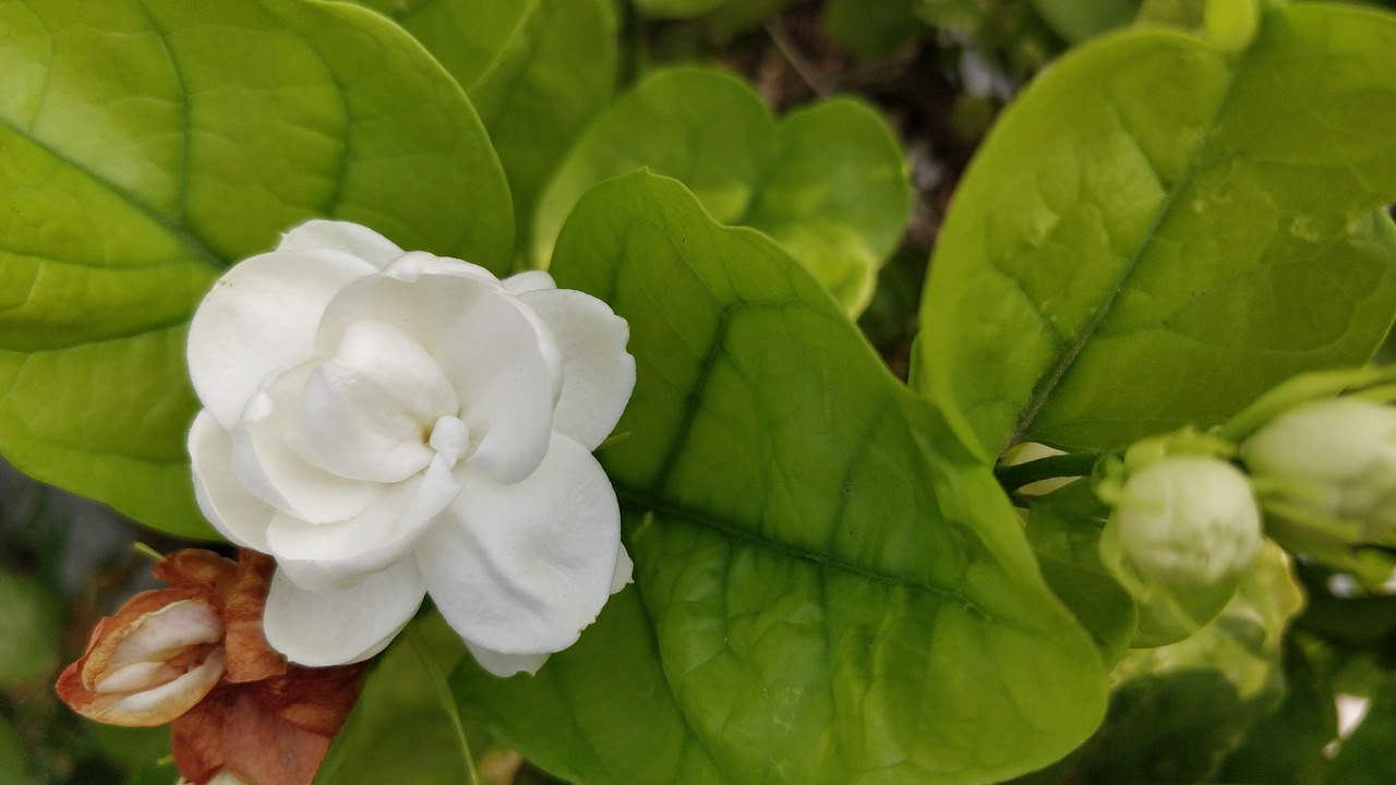 a white flower sitting on top of a green leaf, by Sam Dillemans, hurufiyya, bougainvillea, salvia, flowers growing out of his body, jasmine