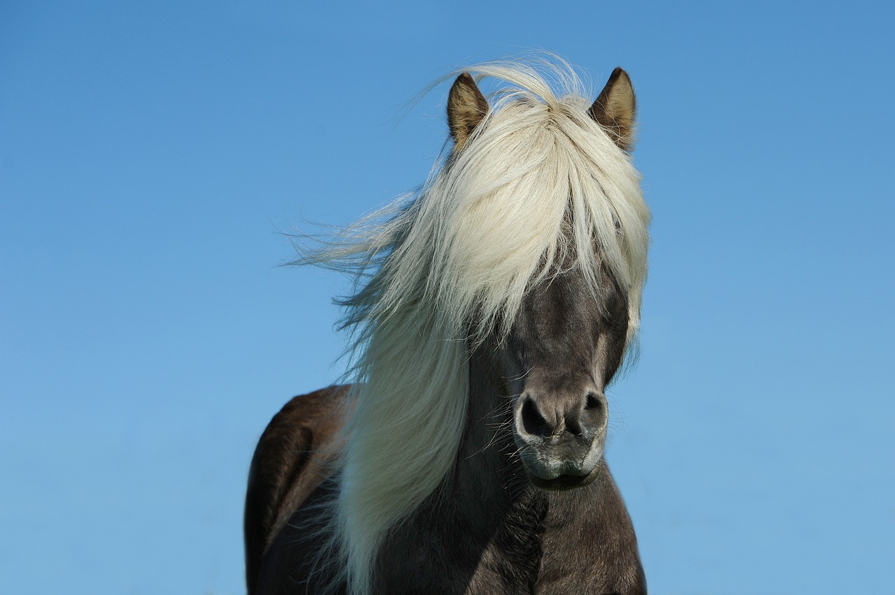 a black and white horse standing on top of a grass covered field, insanely nice hair style, dwarf with white hair, golden hair blowing the wind, clear blue eyes