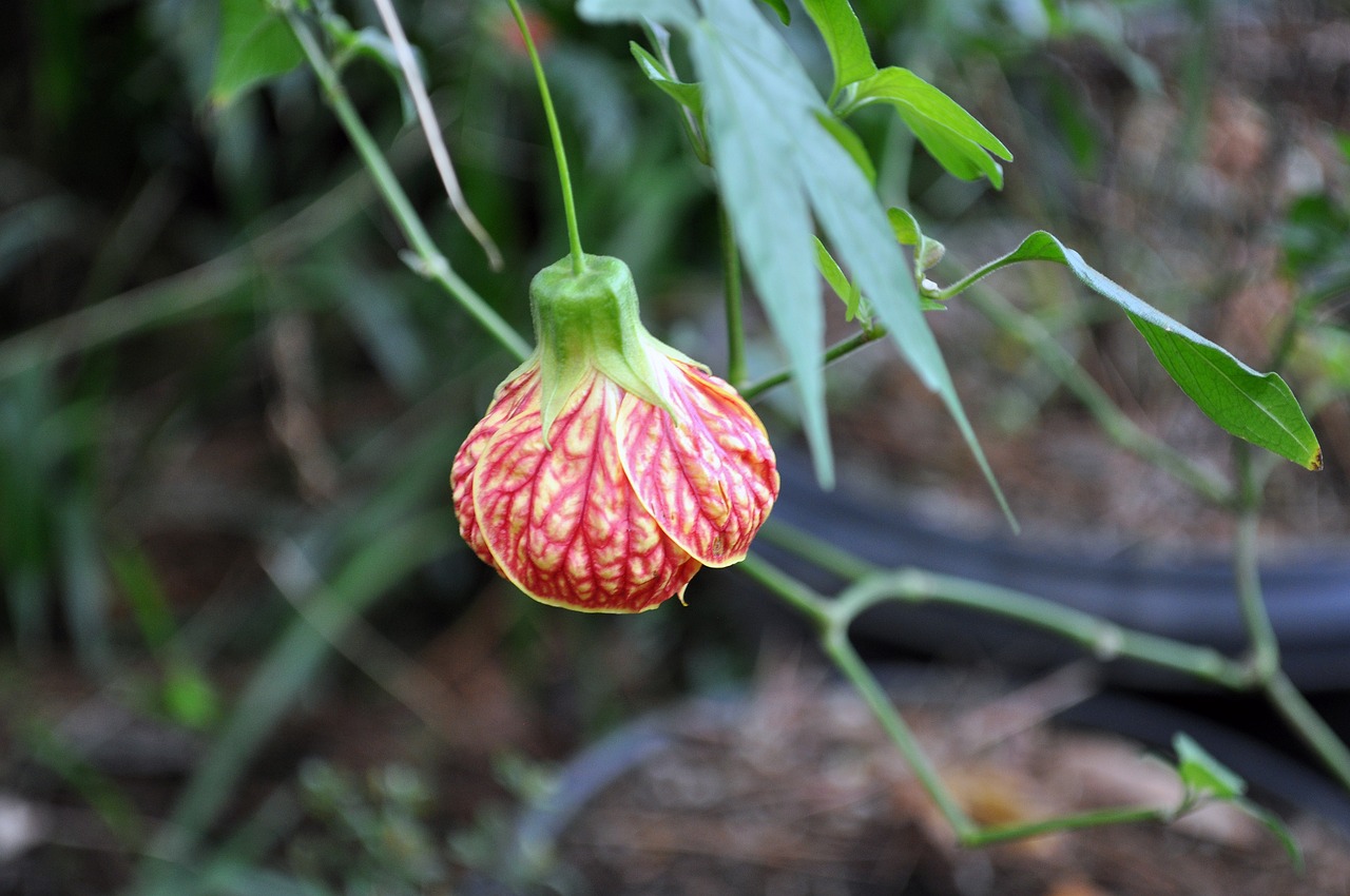 a close up of a flower on a plant, arabesque, chinese lanterns, wide shot photo
