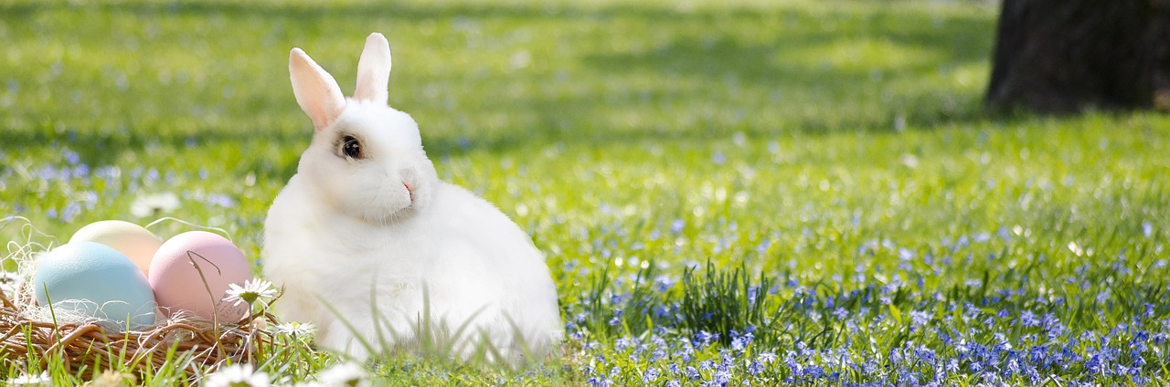 a white rabbit sitting next to a basket of eggs, pixabay, romanticism, sitting in a field of flowers, header, professionally post-processed, white and blue