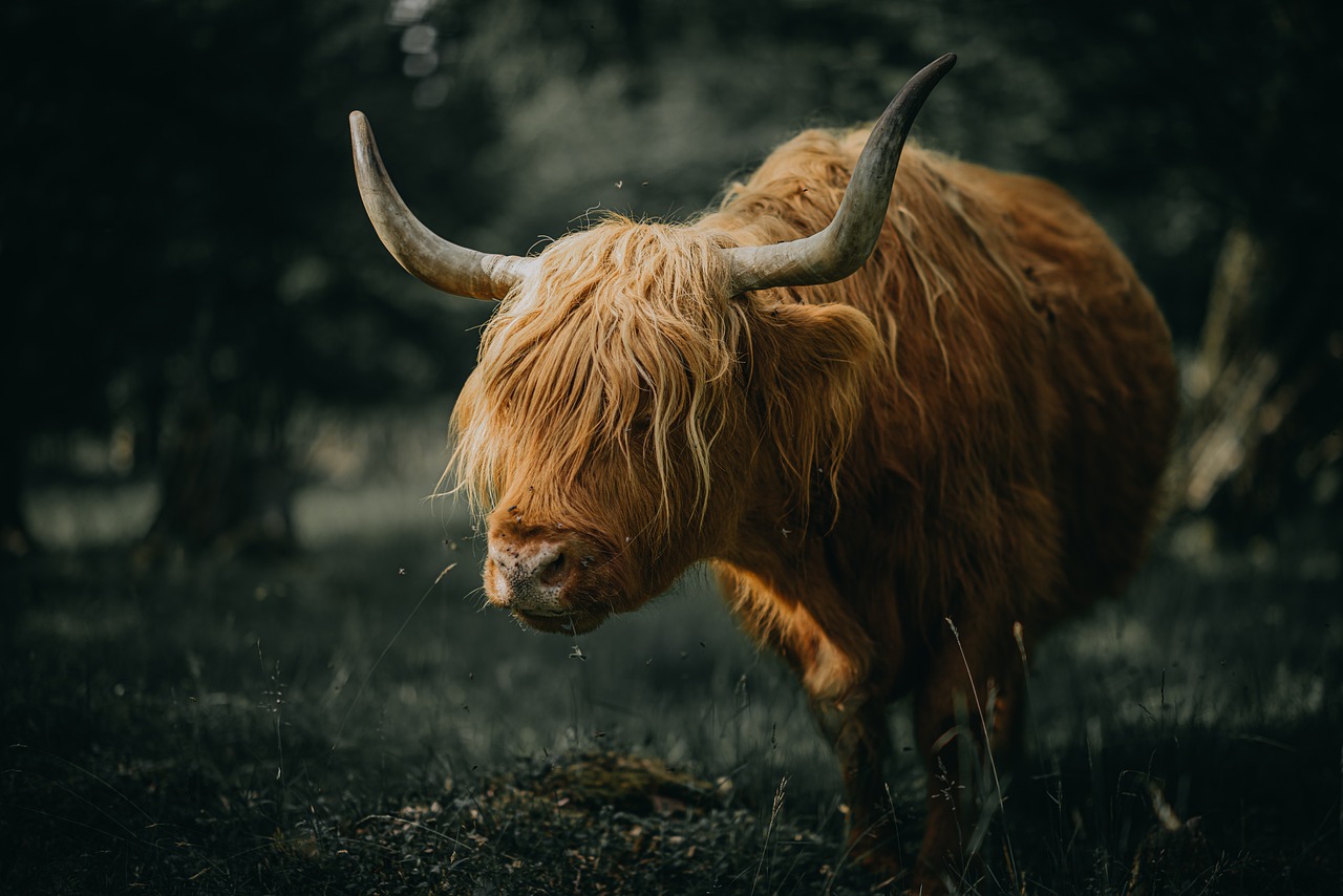 an animal that is standing in the grass, fine art, scottish style, face of an ox, wild hairstyle, realistic cinematic shot