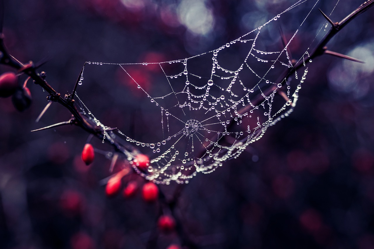 a spider web sitting on top of a tree branch, a macro photograph, by Adam Szentpétery, shutterstock, romanticism, with crystals on the walls, purple and red colors, beads of sweat, path