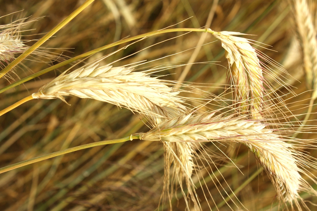 a close up of some tall grass in a field, by Robert Brackman, hurufiyya, posing on wheat field, grain effect, ears, mid closeup