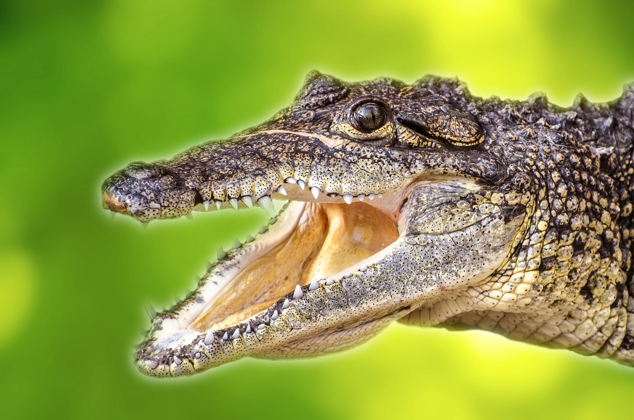 a close up of a crocodile with its mouth open, a picture, by Wayne England, pixabay, sumatraism, wallpaper - 1 0 2 4, composite, young male, computer wallpaper