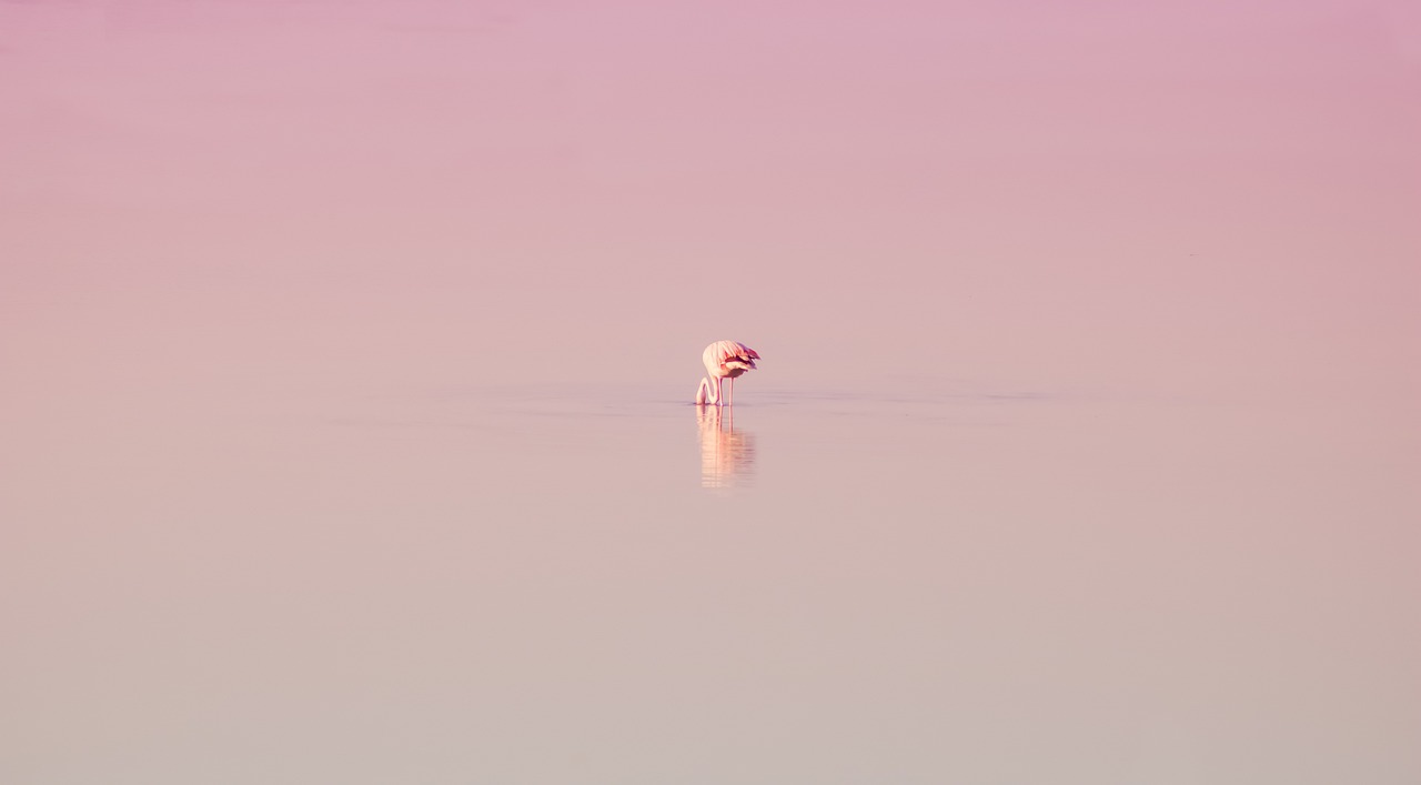 a bird that is standing in the water, unsplash, minimalism, pink tones, hunched over, pink landscape, high res photo