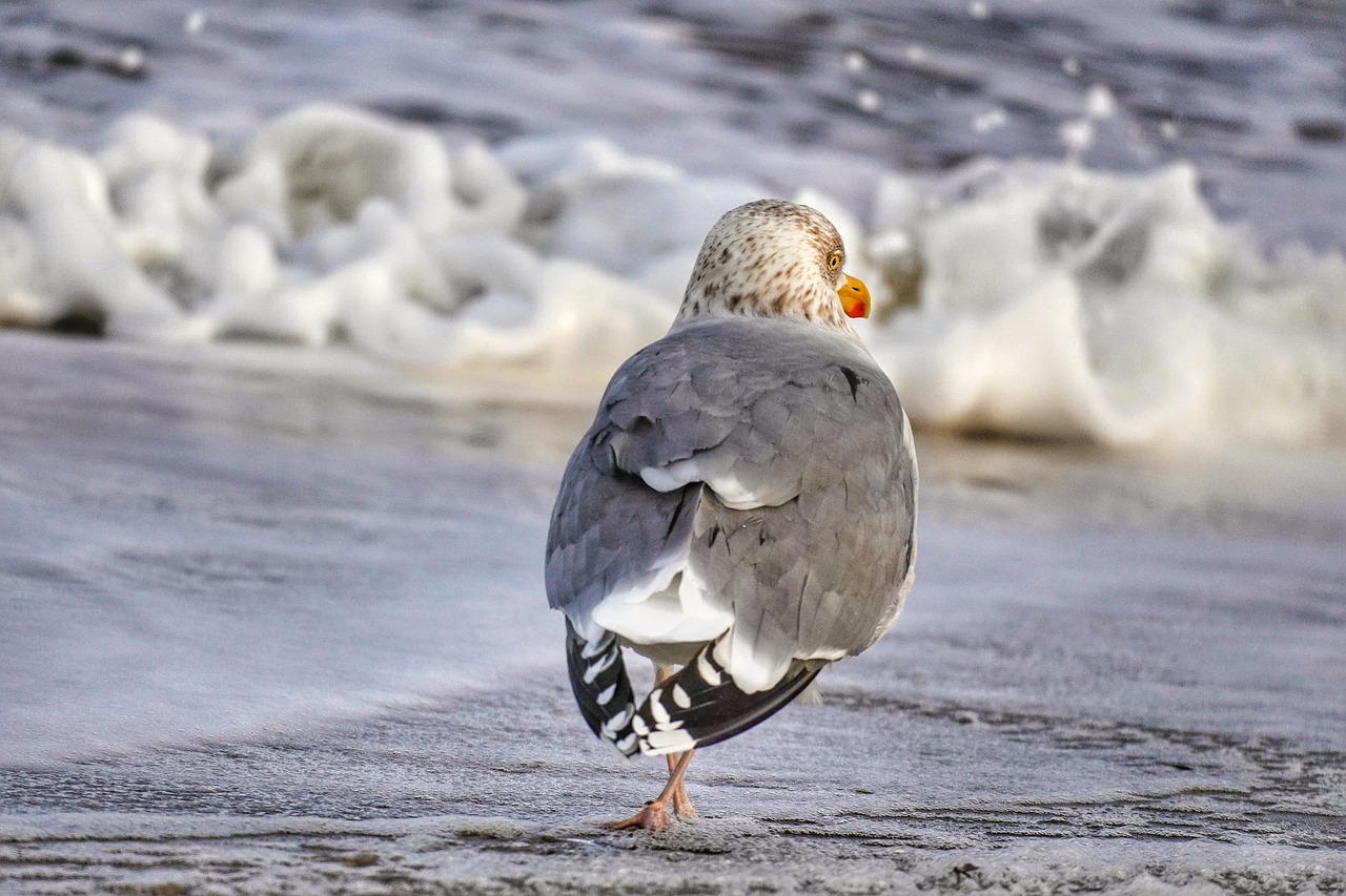 a bird that is standing in the sand, icy, rear-shot, rough water, scratching head