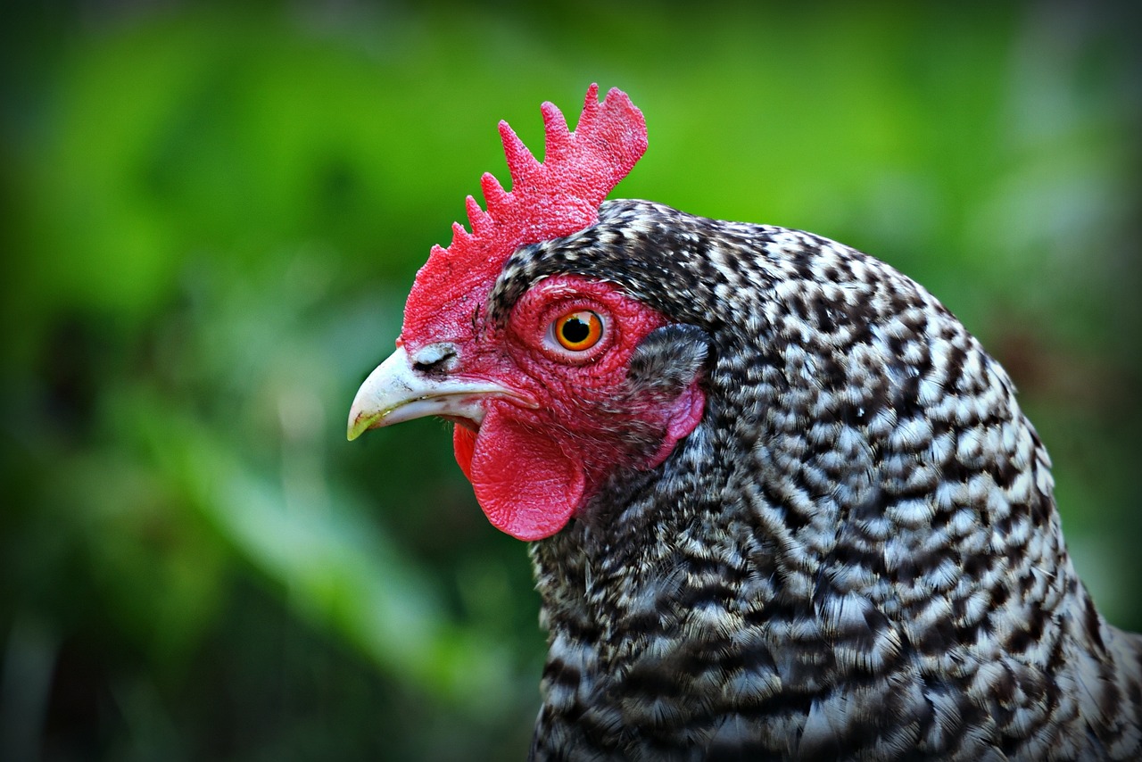 a black and white chicken with a red comb, a photo, by Jan Rustem, shutterstock, highly detailed head, outdoor photo, beautiful face!, 🦩🪐🐞👩🏻🦳