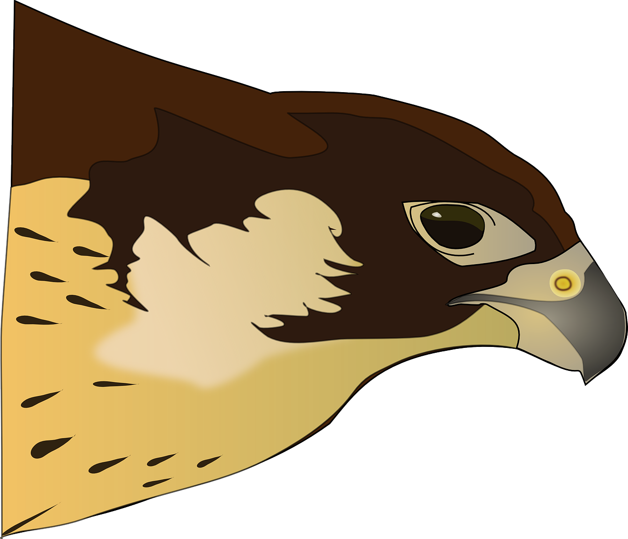 a close up of a bird of prey, an illustration of, inspired by John James Audubon, profile view perspective, clipart, closeup!!, sharp focus illustration