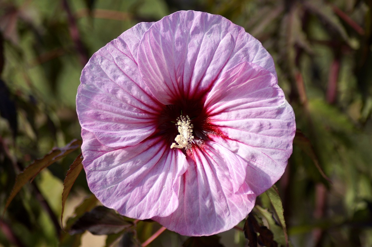 a close up of a flower on a plant, by Robert Brackman, hurufiyya, hibiscus, her face is a mauve flower, very sharp photo