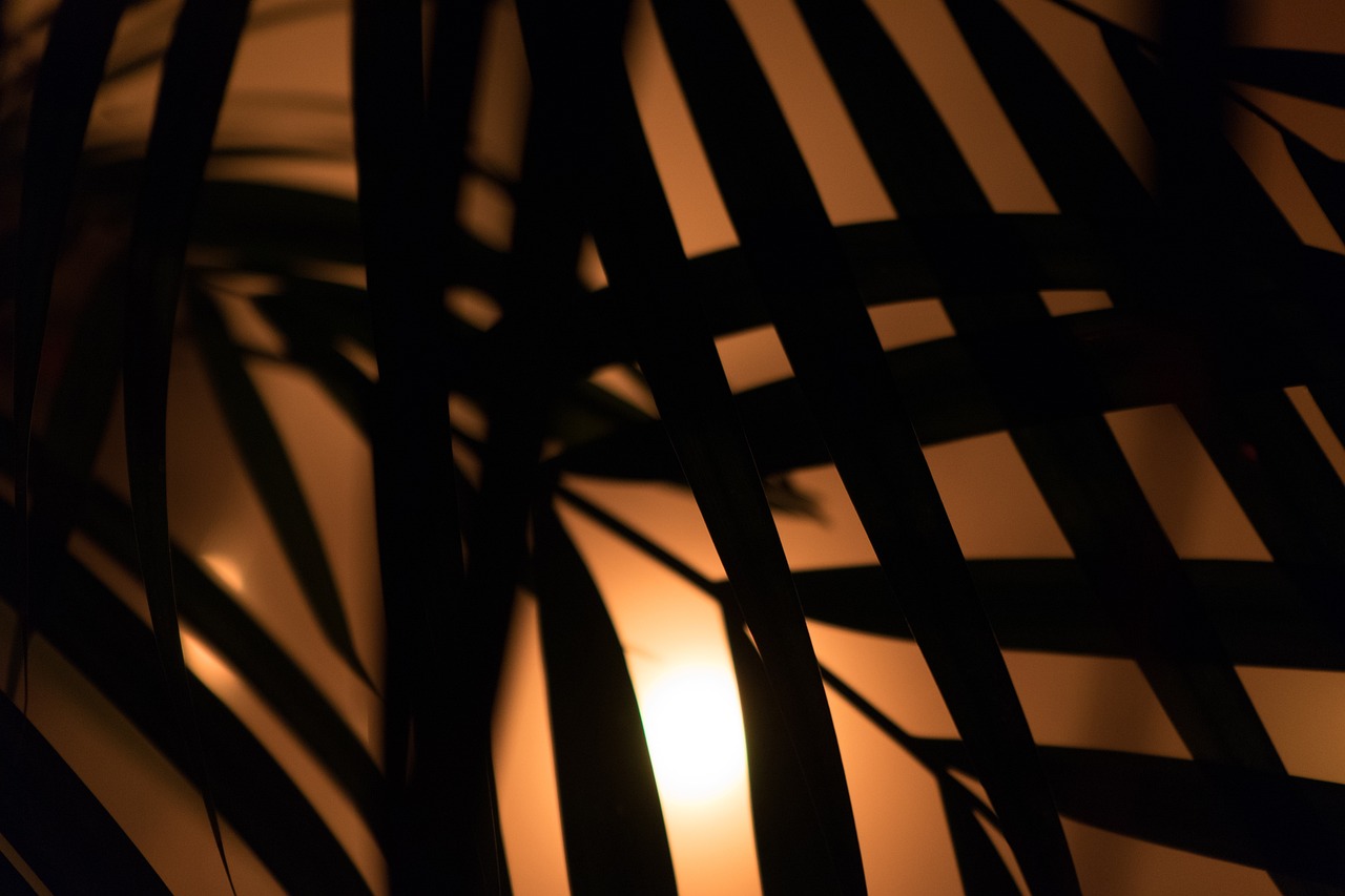 a close up of a plant with the sun in the background, abstract illusionism, tropical lighting, dark and beige atmosphere, lines of lights, night photo