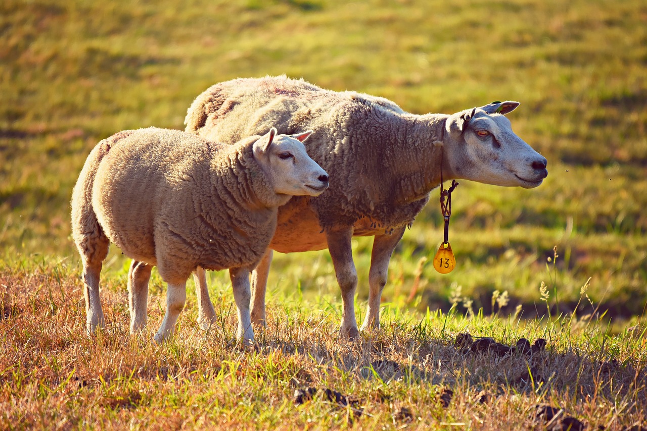 a couple of sheep standing on top of a grass covered field, trending on pixabay, precisionism, golden light, mining, hanging, ram sheep robot