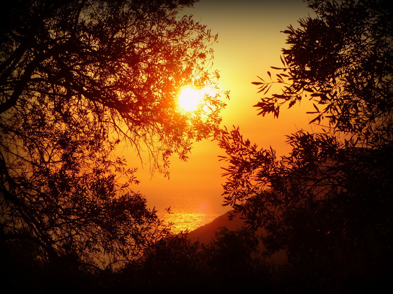 the sun is setting over a body of water, a picture, romanticism, malibu canyon, sun through the trees, mediterranean vista, shades of gold display naturally