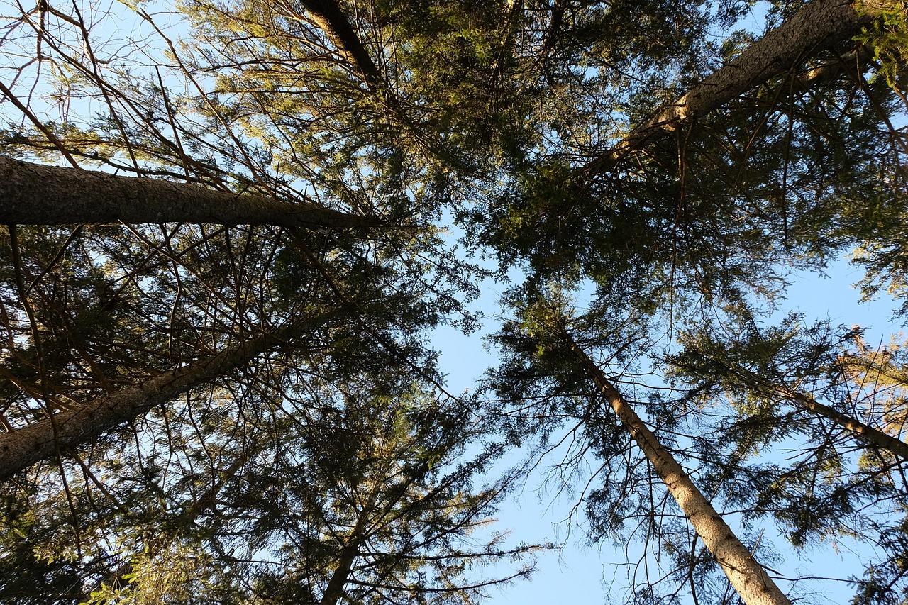 a group of tall trees standing next to each other, looking at the ceiling, top down photo at 45 degrees, hemlocks, my pov