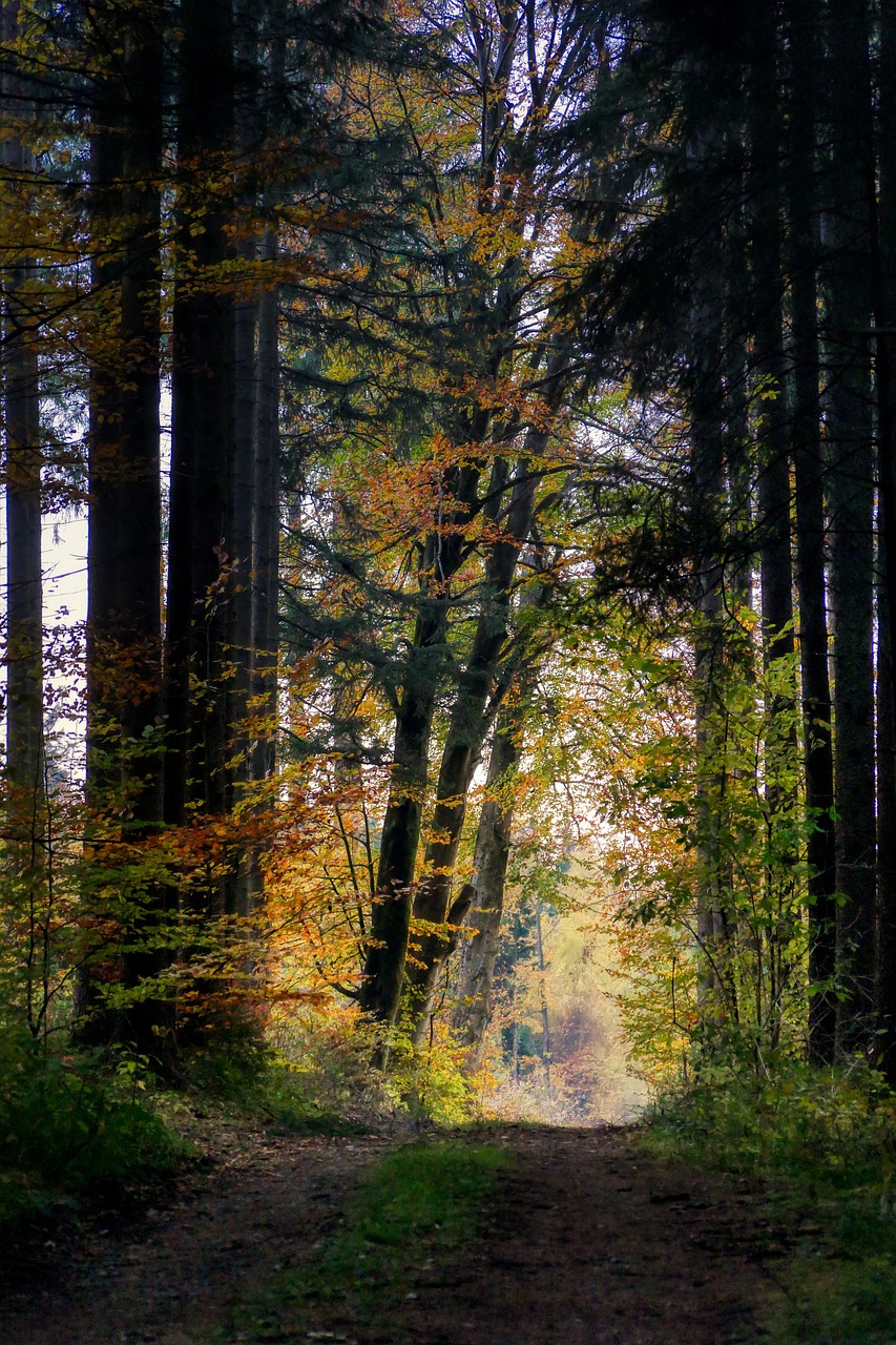 the sun is shining through the trees in the woods, a photo, inspired by Gerard Soest, flickr, autumn lights colors, narrow shot, fir forest, with a tall tree