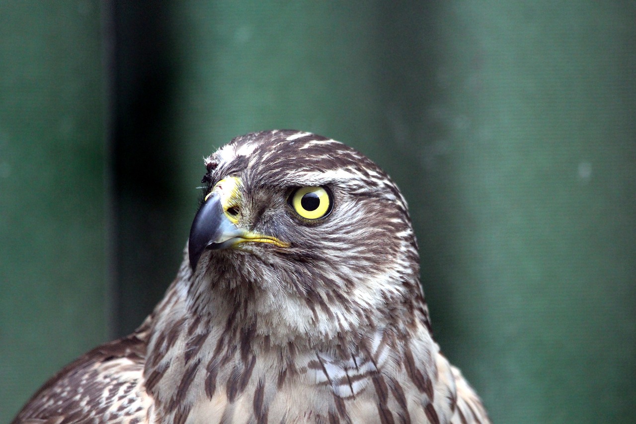 a close up of a bird of prey, by Dave Allsop, flickr, looking confused, portrait of merlin, taken in zoo, is looking at a bird