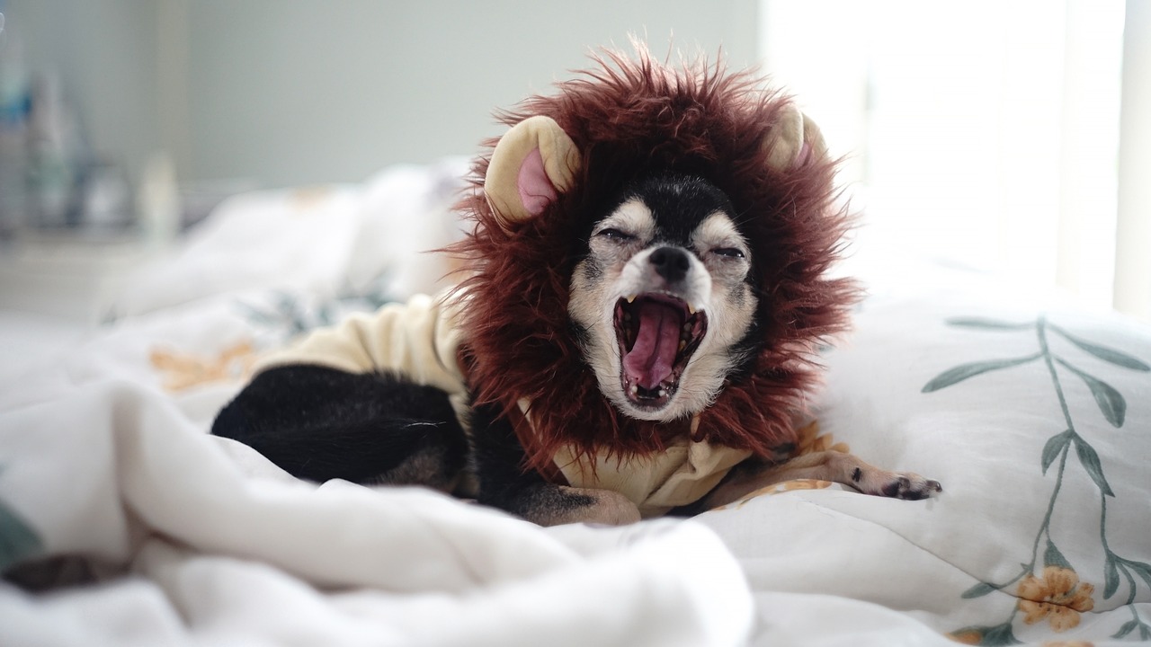 a dog wearing a lion costume on a bed, a picture, by Emma Andijewska, pexels, someone is screaming, tarsier, high res photo, ripley scott