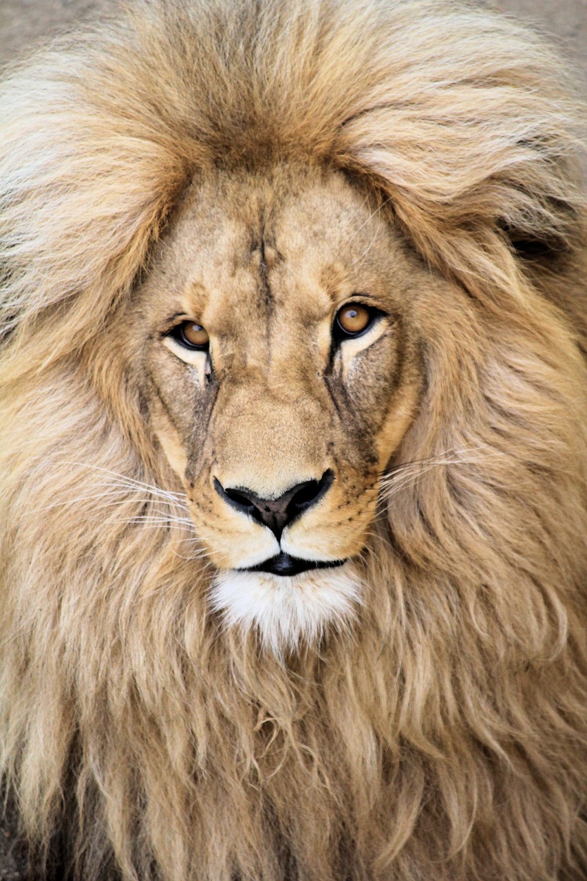 a close up of a lion's face with a blurry background, by Anna Haifisch, renaissance, confident pose, symmetry!! portrait of hades, an afghan male type, portrait n - 9